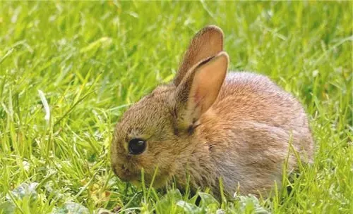 宠物兔健康检查项目有哪些？