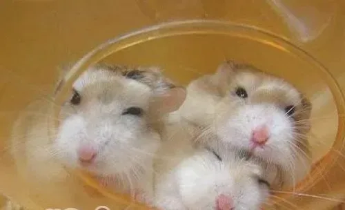 毛跖鼠简介