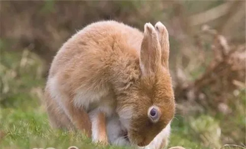 野兔人工仿生驯养技术