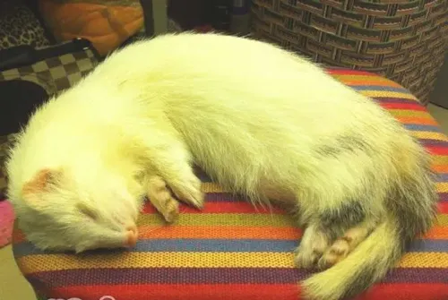 饲养宠物貂的四个要点