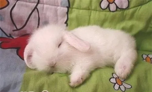 散养的宠物兔要做好哪些防护措施