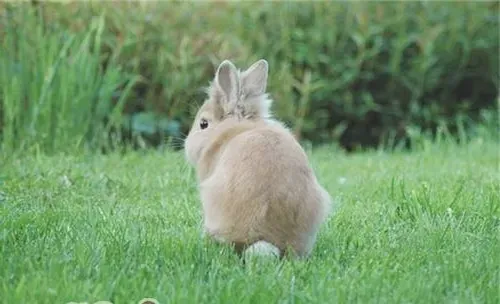 春季宠物兔养护须知