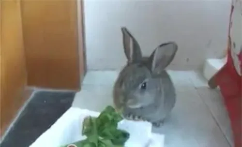 宠物兔怎样吃才会更健康