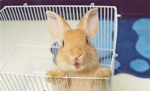 正确理解宠物兔乱啃的行为