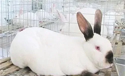 宠物兔体温的变化规律有哪些