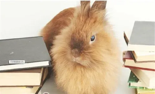 宠物兔的性格类型分析