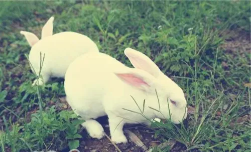 獭兔绿色养殖指的是什么？
