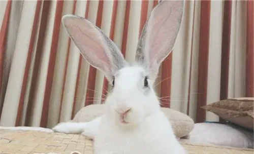 宠物兔耳朵的护理方法