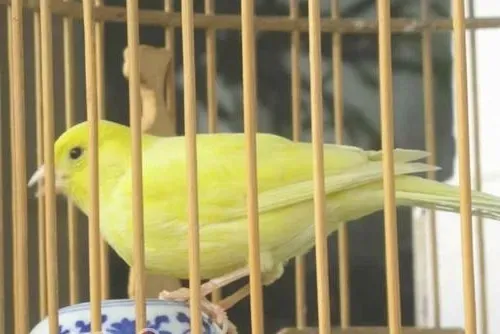 芙蓉鸟的饲养要点