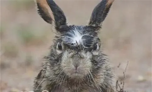 宠物兔也懂得生气吗？