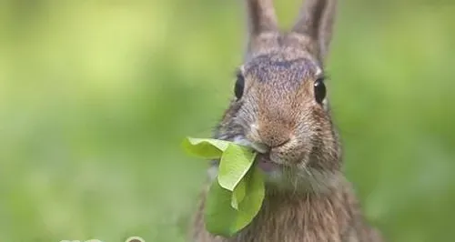 哪些青草野菜不能喂兔子？