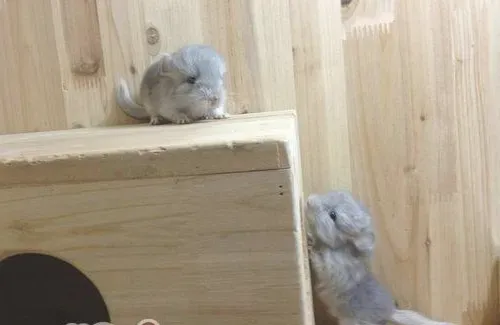 怎样为龙猫拍摄美丽照片