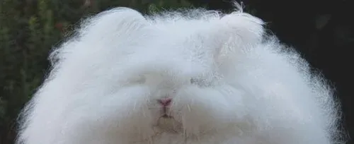 兔兔在不同季节的饲养管理