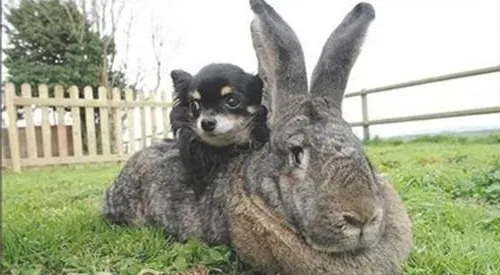 世界第一大兔子