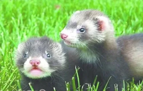 宠物貂和水貂的区别介绍