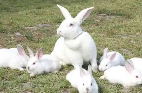 为什么断奶兔前期要合群养？