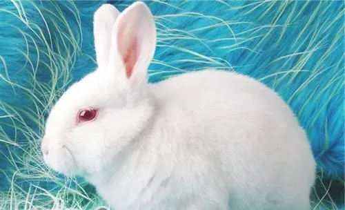 本土品种介绍——中国白兔