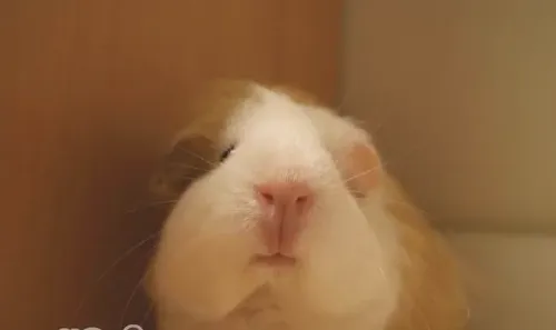 荷兰猪与人类年龄换算表
