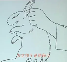宠物兔的挑选和饲养