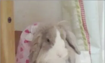 为自己的兔兔DIY美衣