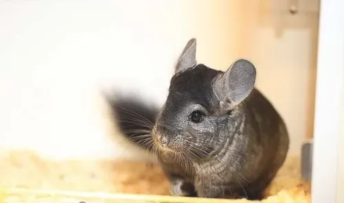 做个好主人，学会陪龙猫玩耍