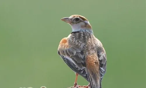 观赏鸟笼养也需提供沙浴