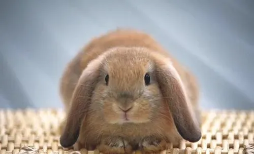 养兔兔应使用哪种垫料