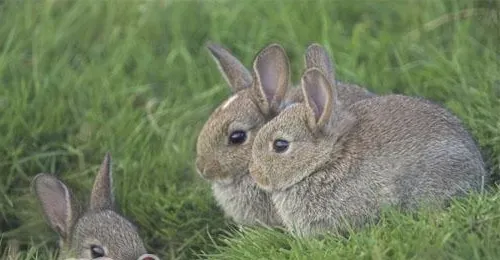 图解各种兔子便便的隐藏信息