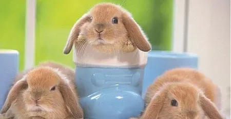 小型宠物兔品种大汇总