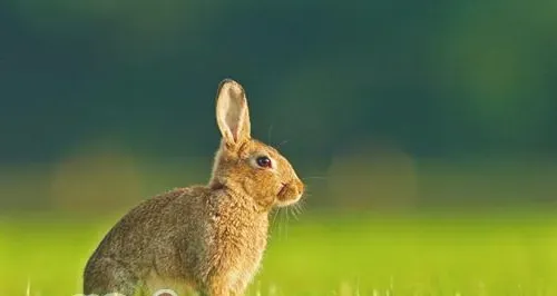 宠物兔的挑选和饲养