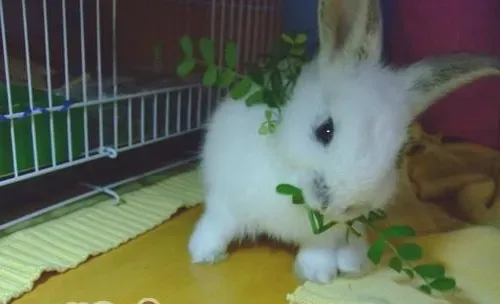 兔兔为何要吃草？