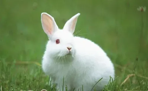 兔子的外观分析