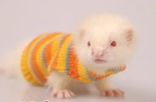 公寓饲养宠物貂的注意事项