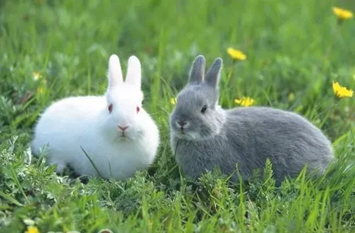 宠物兔的挑选和饲养