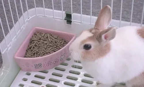 自配养兔料好处多