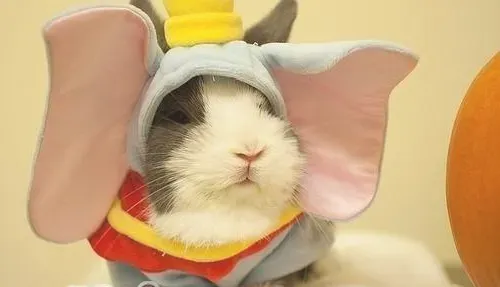 兔子可以穿衣服吗？