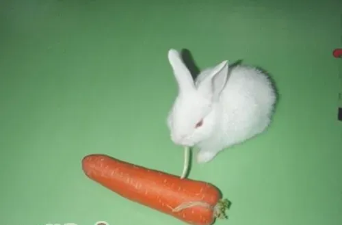 不同年龄段兔兔食物区别