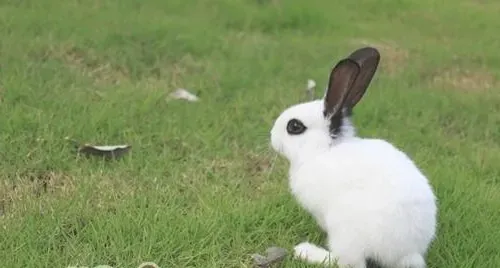 宠物兔兔怎么养