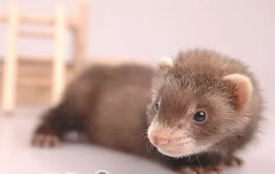 如何挑选一只适合你的宠物貂