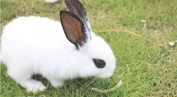 认识你的兔兔：常见的兔兔品种
