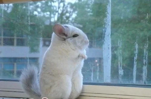小龙猫的认知行为你了解吗