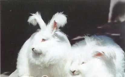 为什么要为兔兔梳毛