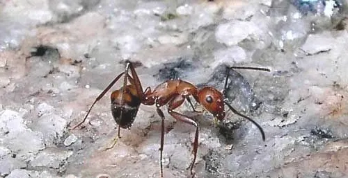 蚂蚁饲养的注意事项