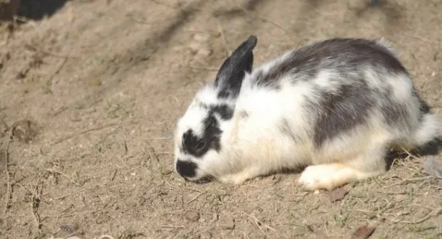 兔兔吃苜宿草的必要性