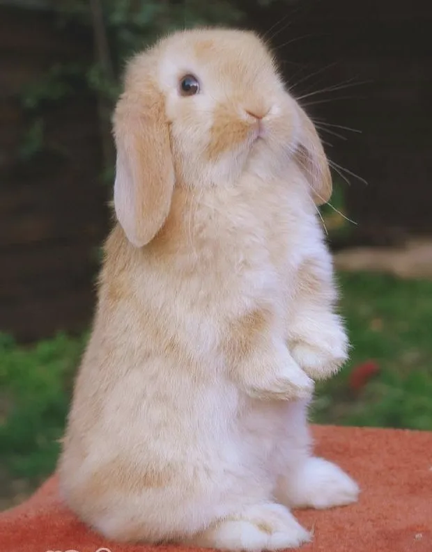 好看又好养的宠物兔推荐