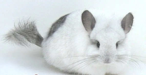 夏季如何携带龙猫外出