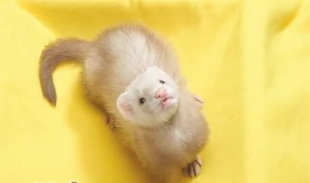 五个要点帮助宠物貂如何安然度夏