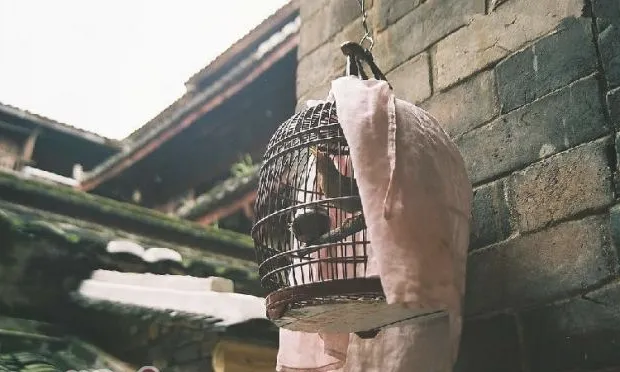 食谷类鸟的鸟笼选购建议