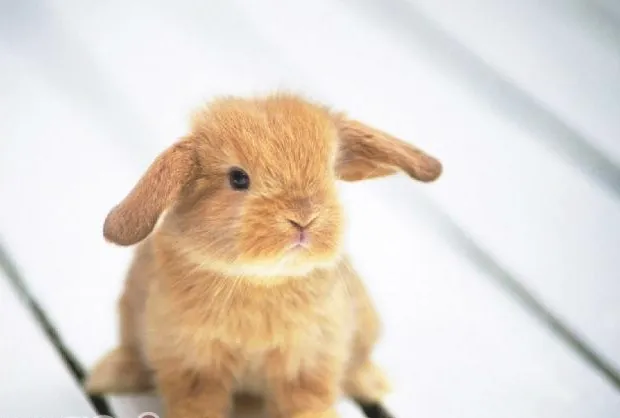 知道兔兔也需要磨牙吗？