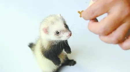 如何和你的宠物貂做游戏